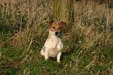 JACK RUSSEL 325